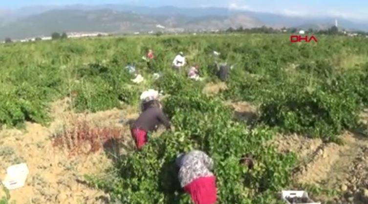 50 bin dekar araziden şafak vakti toplanıyor. Tarlada kilosu 10 markette 34 TL 19